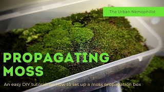 How to setup a moss propagation box  How to grow moss [upl. by Pellet171]