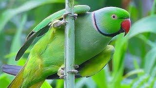 Parrot Sound Videos Compilation [upl. by Sada372]