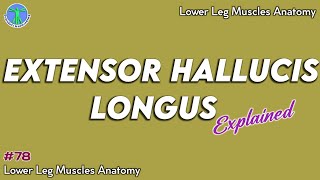 Extensor Hallucis Longus Muscle Origin Insertion Action  Anatomy Explained78 [upl. by Princess]