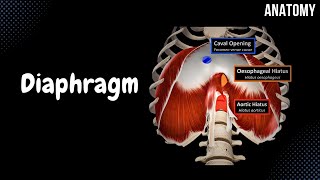 Diaphragm  Origin Points Openings and Coverings [upl. by Einnoc93]