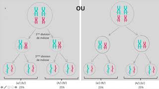 Brassages inter et intrachromosomiques [upl. by Osber612]