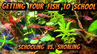 How To Get Fish To School Even In A Nano Aquarium  Schooling vs Shoaling [upl. by Haymes204]