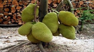 WOW Amazing Agriculture Technology  Jackfruit [upl. by Radbourne]