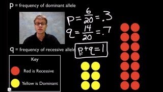 HardyWeinberg Equation [upl. by Bolitho516]