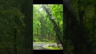 Tamia Ghat  Driving in Rain  Satpura Forest  Chhindwara nature travel monsoon ScenicSatpura [upl. by Anirba]