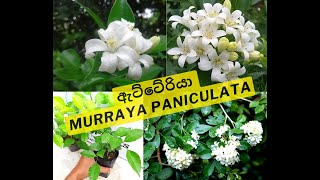 ඇට්ටේරියා Etteriya Murraya paniculata ගැන දැන ගනිමු Orange jasmin murraya landscapeplants [upl. by Ebag223]