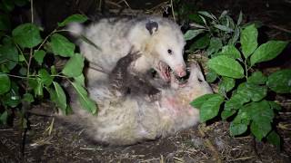 Opossums Fighting [upl. by Naziaf]