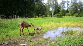 Åtelkameran 50 Räv tar Koltrast [upl. by Eidna]