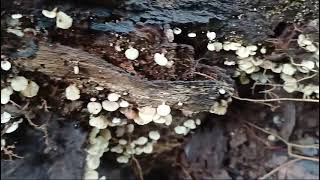 Opportunistic community of basidiomycetes Crepidotus Trametes Trichaptum [upl. by Cawley]