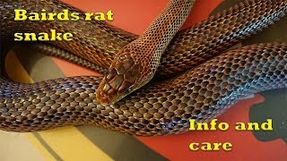 Bairds rat snake care [upl. by Nnylatsyrk]