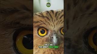 Owl Wisdom Myth EXPOSED [upl. by Reinert]