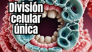 Algunas bacterias de la boca se dividen de forma sorprendente [upl. by Bunting]