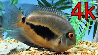 Uaru cichlid feeding video [upl. by Scarlet720]