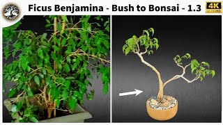 Ficus Benjamina  Bush to Bonsai 13 [upl. by Elgar507]