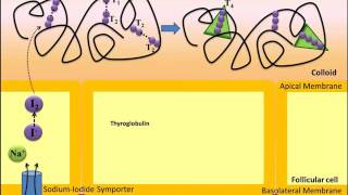 PHỤ ĐỀ SONG NGỮ TỔNG HỢP HORMONE GIÁP [upl. by Idner]