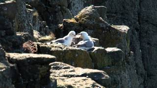 A walk from Embleton to Craster in Northumberland [upl. by Garner690]