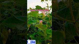 Kapas plantCotton plantshorts gardeningviralshort trendingshortvideosChikahomegarden asmr [upl. by Suoicul110]