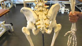 Surface Anatomy Pelvis skeletal model [upl. by Mozart]