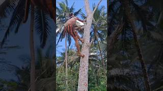 Super fast climbing tree shorts climbing treeclimbing trending shortsfeed indiatopindia [upl. by Ledda]