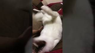 Husky throws a temper tantrum because it’s bedtime [upl. by Erasmo]