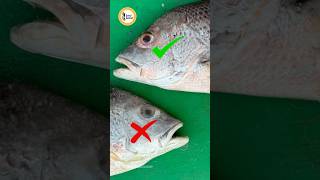 How to identify fresh fish  4 tips [upl. by Swirsky]