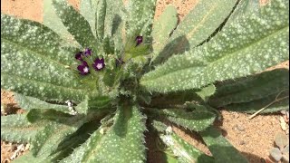 لسان الثور المخزني الشائع Anchusa officinalis [upl. by Rico]