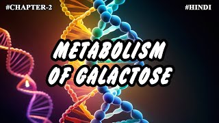 Chapter 2  Metabolism Of Carbohydrates Part12  Galactose Metabolism [upl. by Silverstein]