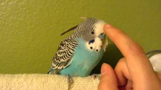 Super Rare Budgie adult [upl. by Clemens]