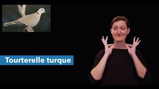 Tourterelle turque [upl. by Takakura]