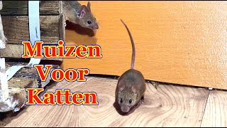 Muizen voor katten  Katten tv muis [upl. by Annerol]