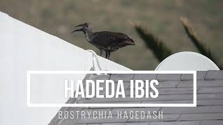 Hadada ibis Bostrychia hagedash  Making Africa Heard Sound Library [upl. by Ydieh]