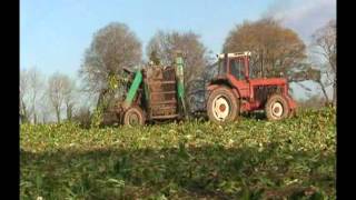 Ford TW 25 Harvesting Beet amp International 1255 XL pulling beet [upl. by Ash]