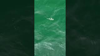 Bonnethead Shark searches for food at the surface just beyond the near shore reef [upl. by Eirrehc]