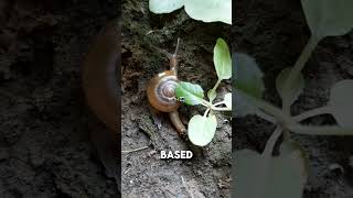 Interesting Facts About Land Snails 🐌 [upl. by Renae]