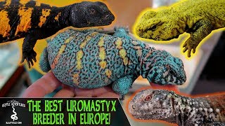 THE BEST UROMASTYX BREEDER IN EUROPE Uromastyx Care Guide with Kamiel Hamers [upl. by Garett367]