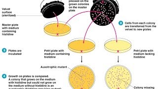 Colony hybridization assay [upl. by Zabrine]