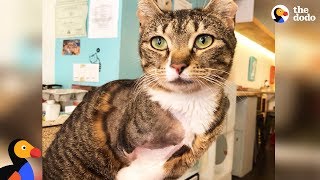 LIVE Adoptable Three Legged Cat at NYC Cat Cafe  The Dodo LIVE [upl. by Kohcztiy983]