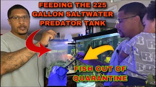 FEEDING THE 225 GALLON SALTWATER PREDATOR TANK AND WE HAVE “FISH OUT OF QUARANTINE” [upl. by Amii]