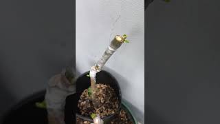 Successful Grafting of the BFF Fig Tree New Buds Are Sprouting  Part 6  Nov 7 2024 [upl. by Lea]