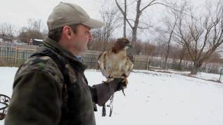 The allure of falconry One mans passion [upl. by Kovacev]