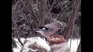 Winterfütterung für Vögel ARD 1991 [upl. by Azil]