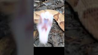 Copperhead Snake Strike A Defensive Behavior [upl. by Michelle]