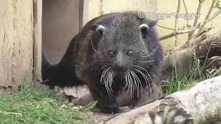 Rare Popcorn Smelling Binturong Or Bearcat [upl. by Brooking]