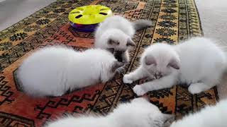 12 week old Birman kittens [upl. by Eleira50]