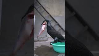 Have you ever seen a cormorant eating fish [upl. by Angele]