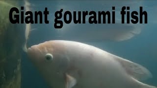 Giant gourami fish malayalam Giant gourami caring feeding breeding fish trending youtubevideo [upl. by Aiuqal]