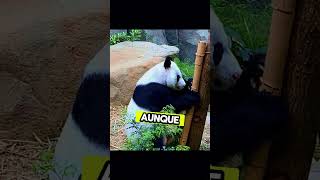 Descubre a los adorables gemelos panda en el Zoológico de Berlín [upl. by Aliakam]