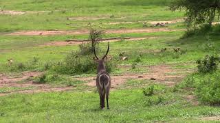 What a courage from a waterbuck [upl. by Ardyaf]