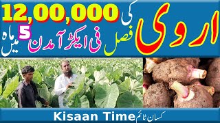 Arvi ki kasht in pakistan Arbi ki kasht in pakistan Arbi ki kasht اروی کی کاشت Kisan time کسان ٹائم [upl. by Kunin924]