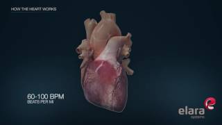 Heart in 3D Animation How the Heart Works [upl. by Pernick]